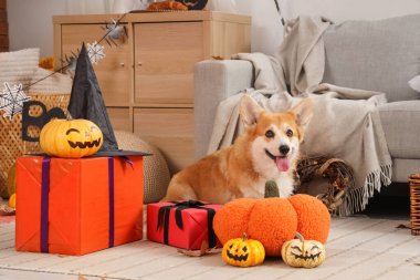 Balkabaklı şirin Corgi köpeği, cadı şapkası ve Cadılar Bayramı partisi için dekore edilmiş hediye kutuları.