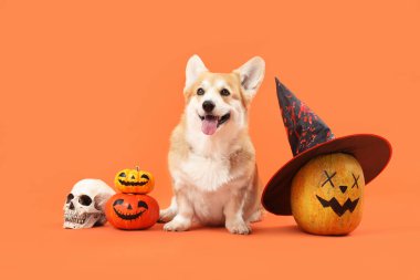 Cadılar Bayramı balkabaklı şirin Corgi köpeği, cadı şapkası ve turuncu arka planda oturan insan kafatası.