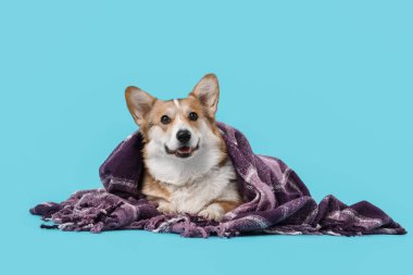 Mavi arka planda yatan mor ekoseli şirin Corgi köpeği.