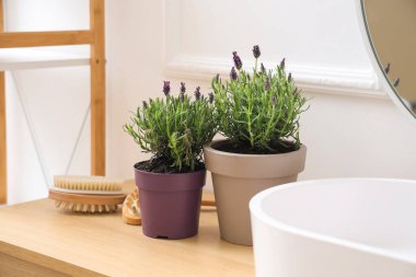 Modern banyoda lavabonun yanında lavanta çiçekli tencereler, yakın plan.