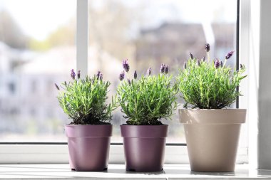 Evde pencere eşiğinde lavanta çiçekleri olan tencereler.
