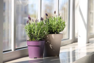 Evde pencere eşiğinde lavanta çiçekleri olan tencereler.