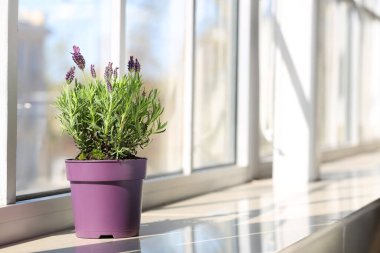 Evde pencere eşiğinde lavanta çiçekleri olan tencere.