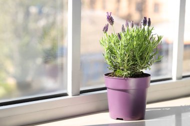 Evde pencere eşiğinde lavanta çiçekleri olan tencere.