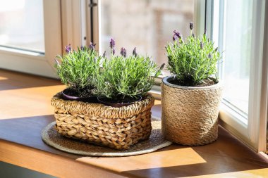 Evdeki pencere eşiğinde lavanta çiçekli mat ve tencere.