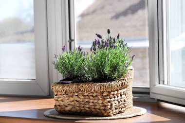 Evdeki pencere eşiğinde lavanta çiçekli mat ve tencere.