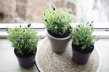 Evdeki pencere eşiğinde lavanta çiçekli mat ve tencere.