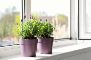 Evde pencere eşiğinde lavanta çiçekleri olan tencereler.