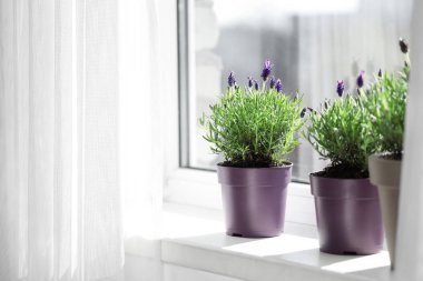 Evdeki tülün yanındaki pencere eşiğinde lavanta çiçekleri olan tencereler.