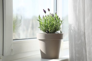 Evdeki tülün yanındaki pencere pervazında lavanta çiçekleri olan tencere.