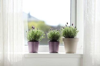 Evdeki tülün yanındaki pencere eşiğinde lavanta çiçekleri olan tencereler.