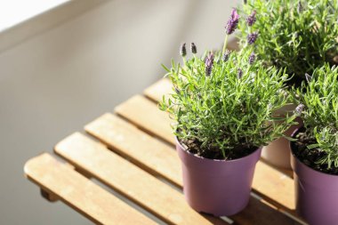 Evde masada lavanta çiçekli tencereler.