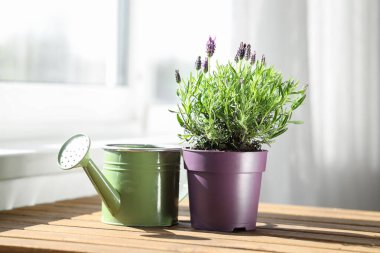 Evde pencere kenarındaki masada lavanta çiçekleri ve sulama kutusu olan tencere.