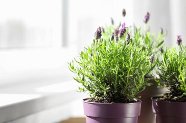 Evde pencerenin yanında lavanta çiçekli çömlekler