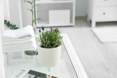 Modern banyodaki sehpanın üzerinde lavanta çiçekleri olan tencere.