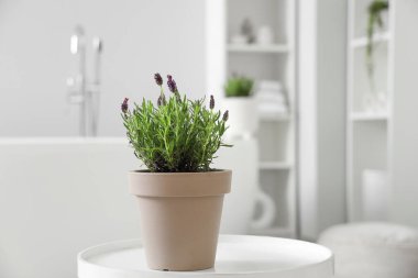 Modern banyodaki sehpanın üzerinde lavanta çiçekleri olan tencere.