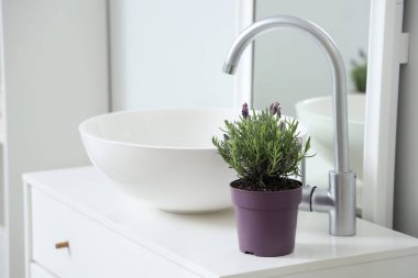 Modern banyoda lavabonun yanında lavanta çiçekleri olan tencere.