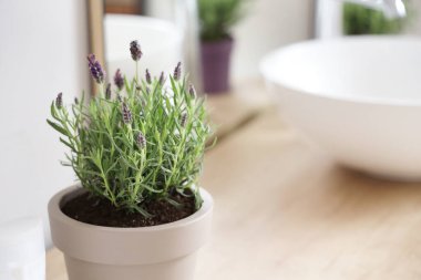 Lavabonun yanında lavanta çiçekli tencere, yakın plan.