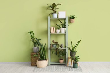 Odada yeşil duvarın yanında farklı ev bitkileri olan raf ünitesi.