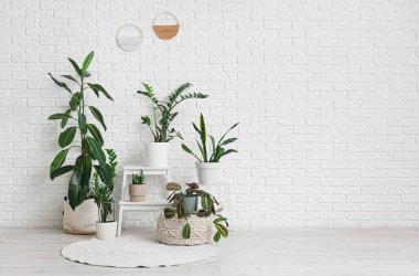 Farklı bitkiler ve beyaz tuğla duvarın yanında yumuşak bir puf.