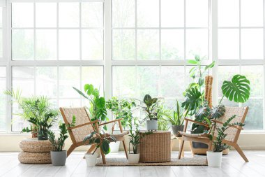 Hasır masalı ve pencerenin yanındaki şık koltuklu farklı ev bitkileri.