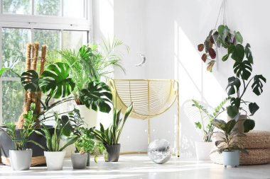 Disko topu ve pencerenin yanındaki şık koltuklu farklı ev bitkileri.