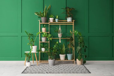Odadaki yeşil duvarın yanında farklı ev bitkilerinin olduğu raf ve masa.