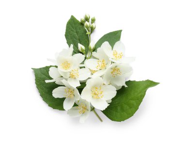 Güzel yasemin çiçekleri ve beyaz arka planda yapraklar