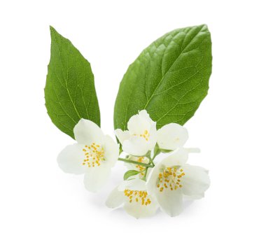 Güzel yasemin çiçekleri ve beyaz arka planda yapraklar