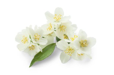 Beyaz arka planda güzel yasemin çiçekleri