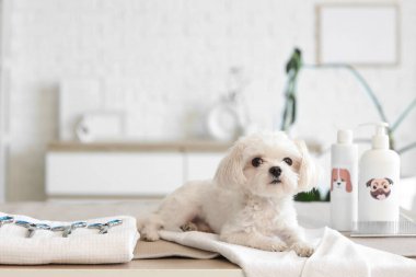 Güzeller güzeli Maltese köpeği kuaför salonundaki masada yatıyor.