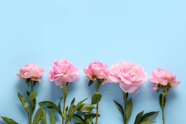 Mavi arka planda güzel pembe şakayık çiçekleri