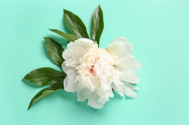 Turkuaz arka planda yaprakları olan güzel şakayık çiçeği.