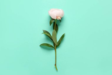 Turkuaz arka planda güzel bir şakayık çiçeği