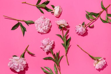 Pembe arka planda güzel şakayık çiçekleri