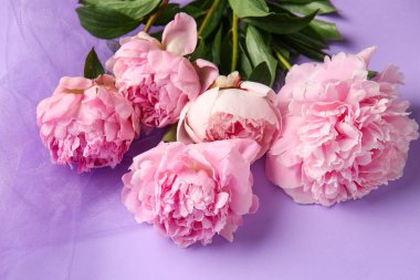 Leylak arkaplanda güzel pembe şakayık çiçekleri, yakın plan.