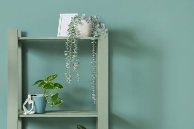 Oturma odasındaki nane duvarının yanında ev bitkileri ve fotoğraf çerçeveli raf ünitesi, yakın plan.