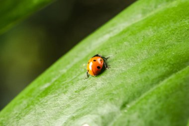 Bulanık arka planda sevimli küçük uğur böceği olan yeşil yaprak, yakın plan.
