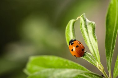 Bulanık arka planda sevimli küçük uğur böceği olan yeşil bitki, yakın plan.