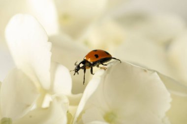 Açık havada küçük sevimli uğur böceği olan beyaz çiçekler, yakın plan