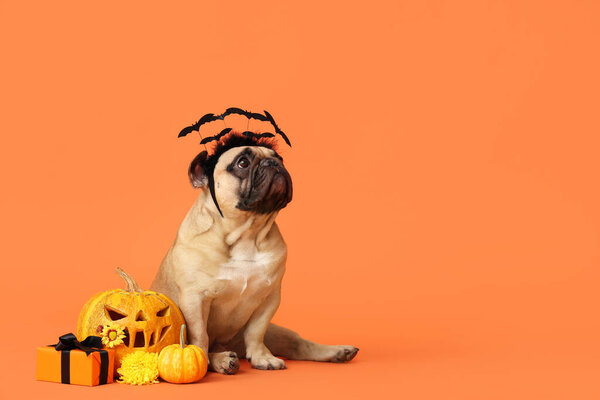 Cute French bulldog in headband with Halloween gift box and pumpkins sitting on orange background