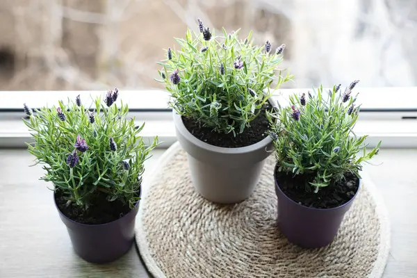 Evdeki pencere eşiğinde lavanta çiçekli mat ve tencere.