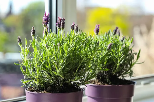 Evdeki pencere eşiğinde lavanta çiçekleri olan kaplar, yakın plan.