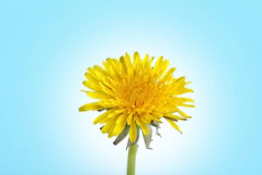 Mavi arkaplanda karahindiba çiçeği