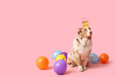 Doğum günü pastası şeklinde saç bandı ve pembe arka planda hava balonları olan şirin Avustralya çoban köpeği.