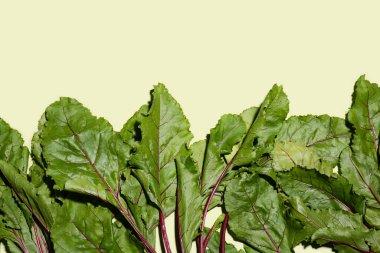 Yeşil arka planda taze pancar kökleri