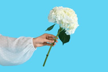 Mavi arka planda beyaz ortanca çiçekli kadın eli