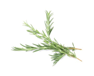 Beyaz arka planda izole edilmiş taze biberiye dalları ile kompozisyon, yakın plan