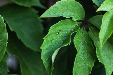 Ağaçtaki güzel yeşil yapraklar, yakın plan.