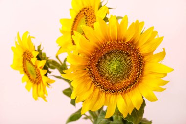 Pembe arka planda güzel ayçiçekleri, yakın plan